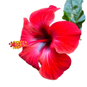 Hibiscus Flower